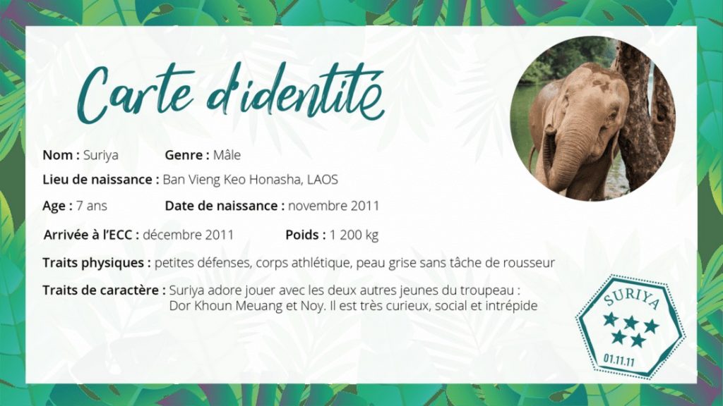 Carte d'identité Suriya - Asie Online