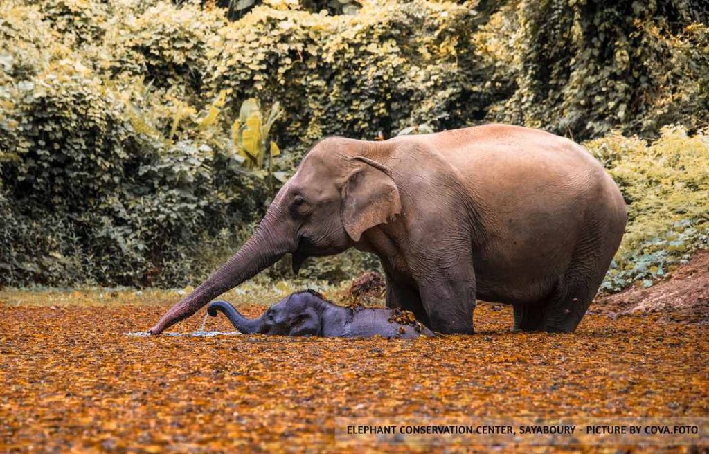 Elephant conservation center -Rencontre avec les éléphants du Laos - Asie Online